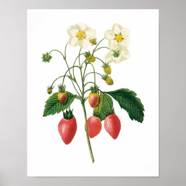 Vintage Fruit Berries Food Strawberries by Redoute Poster (Front)