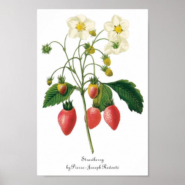 Vintage Fruit Berries Food Strawberries by Redoute Poster (Front)