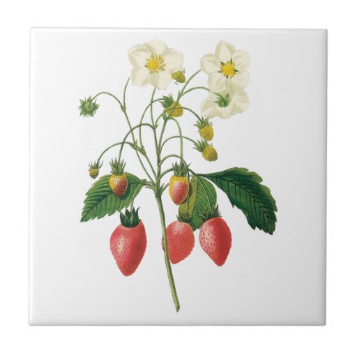 Image of Vintage Fruit Berries Food Strawberries by Redoute Tile