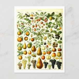 Vintage Fruit Botanical Illustration Postcard