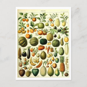 Vintage Fruit Botanical Illustration Postcard