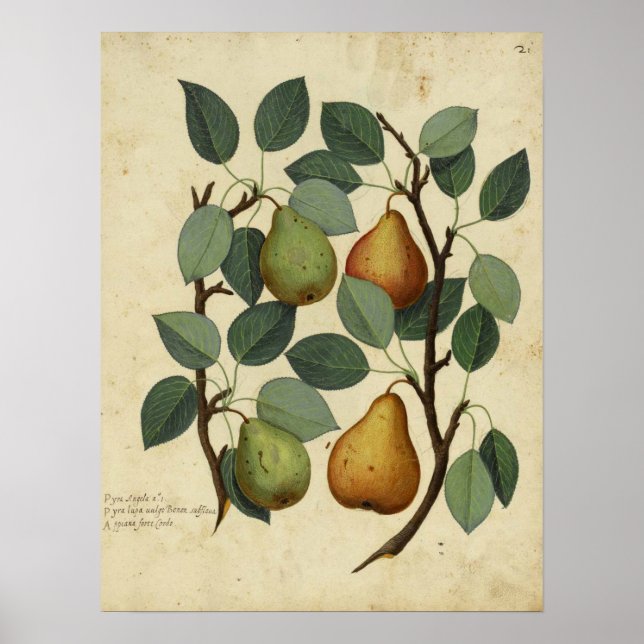 Vintage Fruit Botanical Poster Pear Illustration (Front)