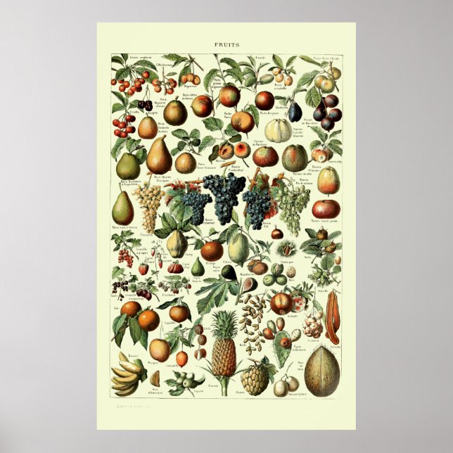 Vintage Fruit by Adolphe Millot Poster (Front)