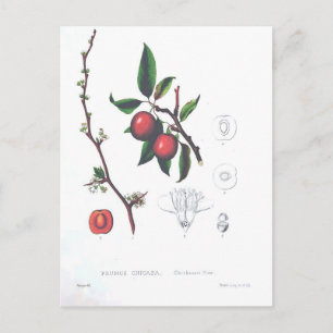 Vintage Fruit Cherries Botanical Print Postcard