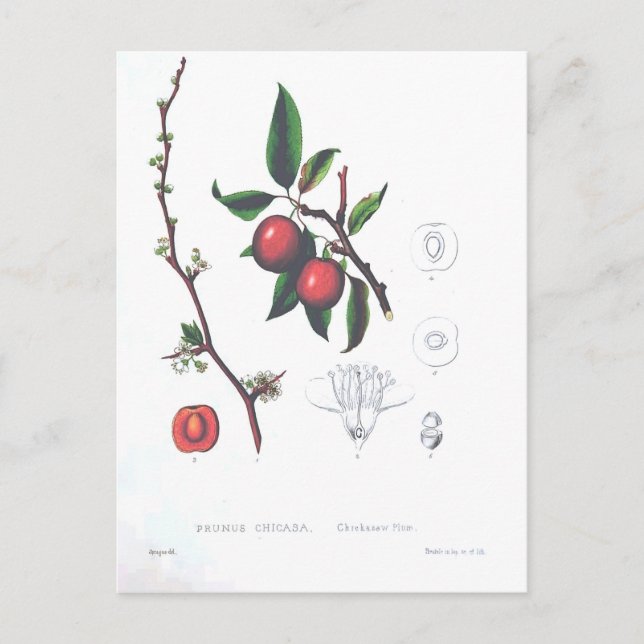 Vintage Fruit Cherries Botanical Print Postcard (Front)