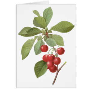 Vintage Fruit Cherry Food, Cherries by Redoute
