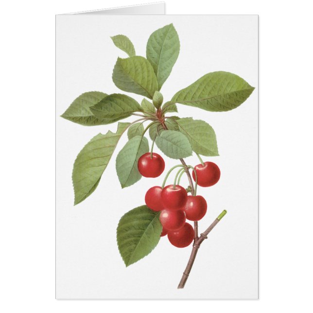 Vintage Fruit Cherry Food, Cherries by Redoute (Front)
