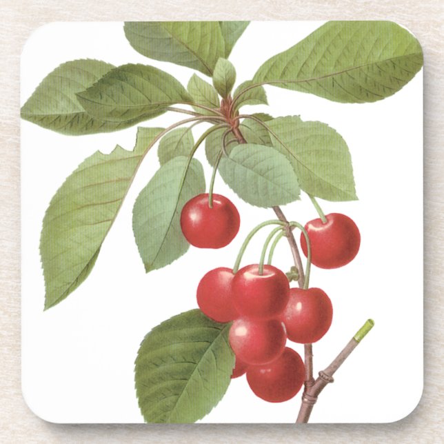 Vintage Fruit Cherry Food, Cherries by Redoute Coaster (Front)