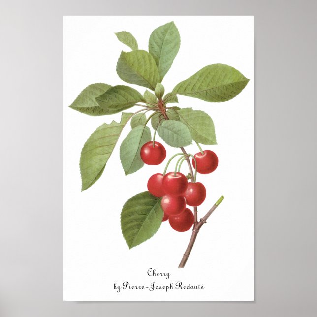 Vintage Fruit Cherry Food, Cherries by Redoute Poster (Front)