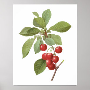 Vintage Fruit Cherry Food, Cherries by Redoute Poster