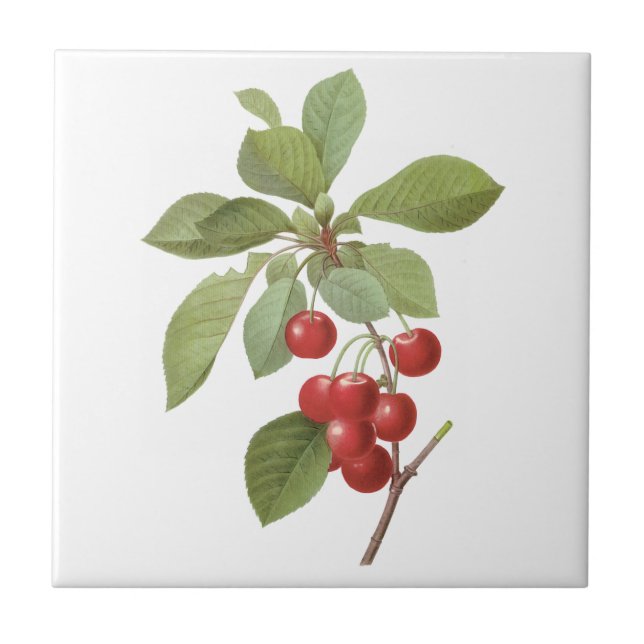 Vintage Fruit Cherry Food, Cherries by Redoute Tile (Front)