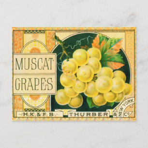 Vintage Fruit Crate Label Art, Muscat Grapes Postcard