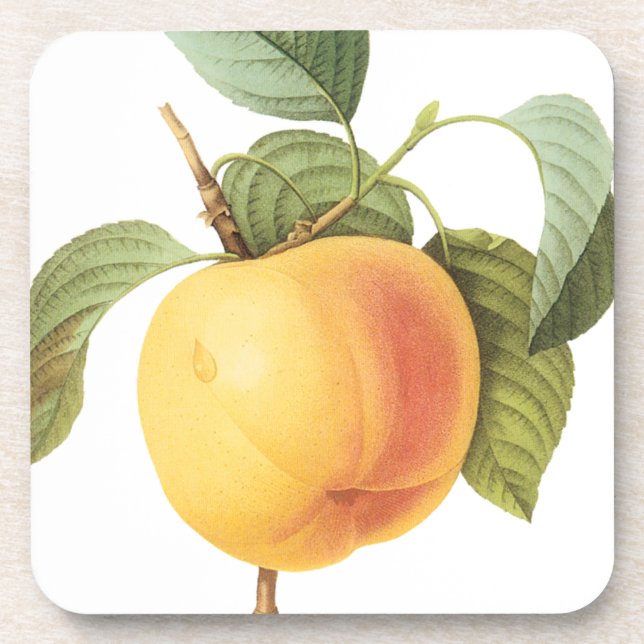 Vintage Fruit Food, Calville Apple by Redoute Coaster (Front)