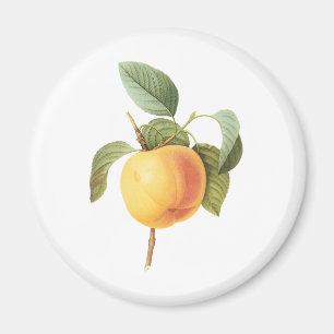 Vintage Fruit Food, Calville Apple by Redoute Magnet