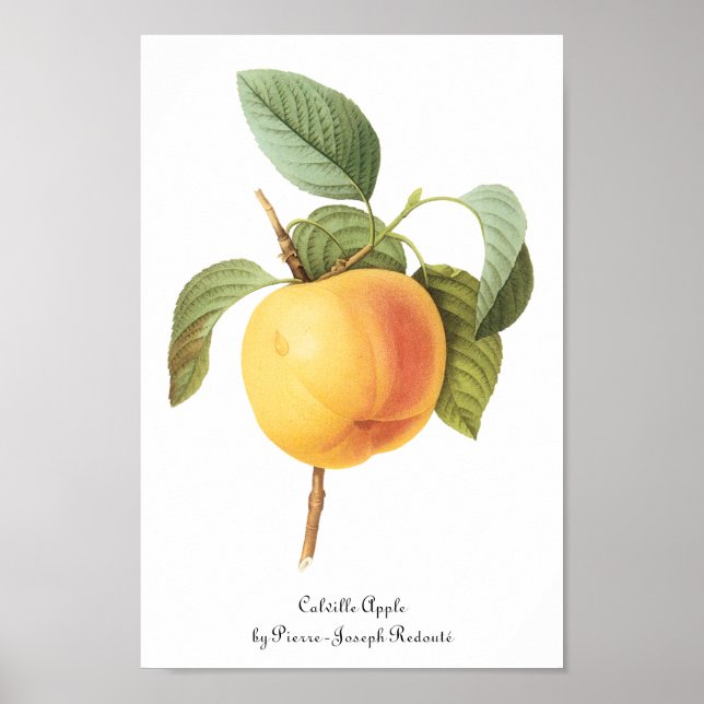 Vintage Fruit Food, Calville Apple by Redoute Poster (Front)