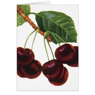 Vintage Fruit Foods, Ripe Cherries from a Tree