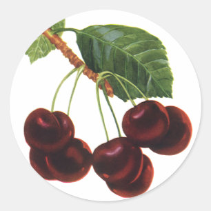 Vintage Fruit Foods, Ripe Cherries from a Tree Classic Round Sticker