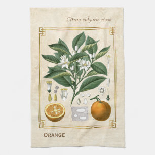 Vintage Fruit Illustration Orange Botanical Art Tea Towel