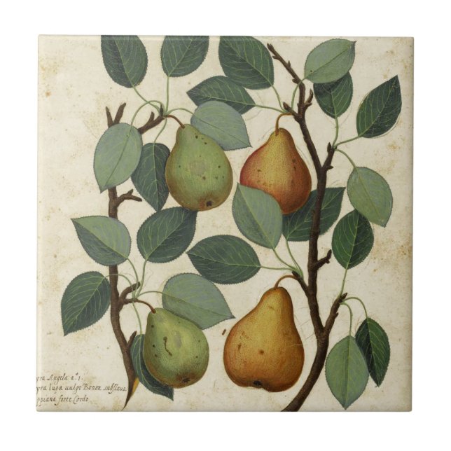 Vintage Fruit Pear Botanical Print Tile (Front)