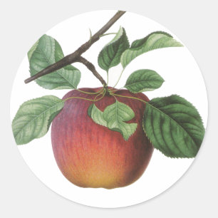 Vintage Fruit Stickers