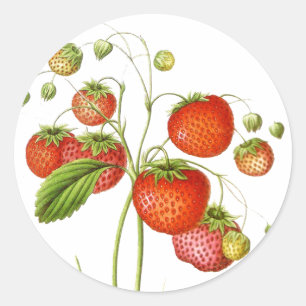 Vintage Fruit Stickers