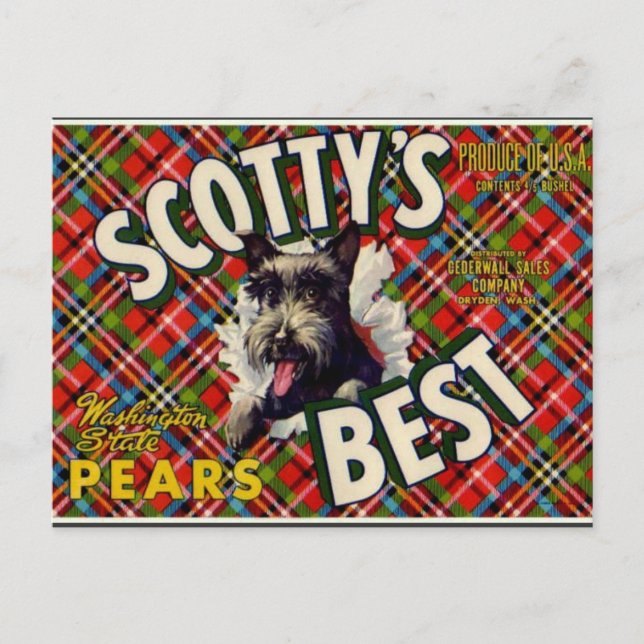 Vintage Funny Scotty Dog Plaid label- postcard (Front)