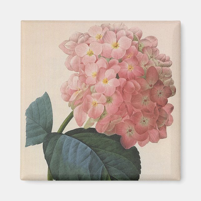 Vintage Garden Flowers, Pink Hydrangea Hortensia Magnet (Front)
