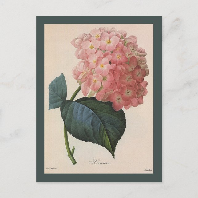 Vintage Garden Flowers, Pink Hydrangea Hortensia Postcard (Front)