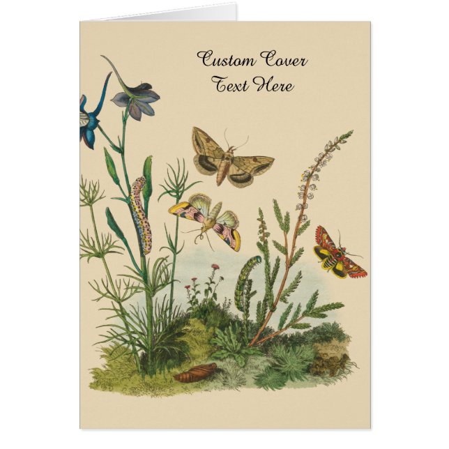 Vintage Garden Insects, Butterflies, Caterpillars (Front)