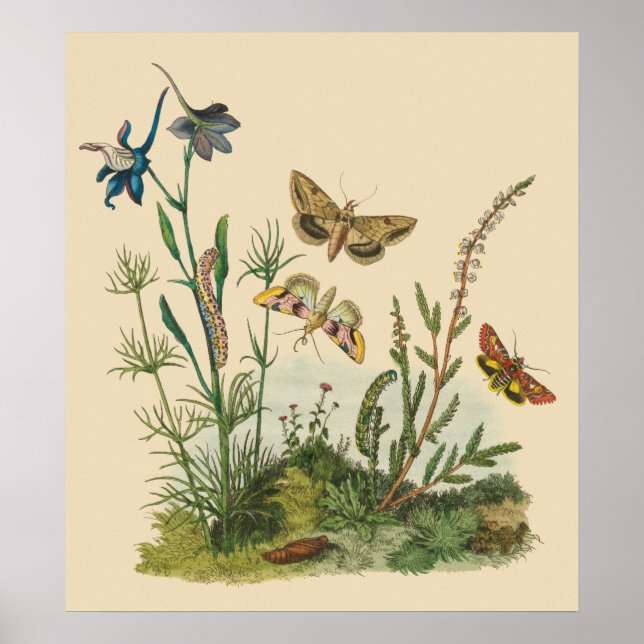 Vintage Garden Insects, Butterflies, Caterpillars Poster (Front)