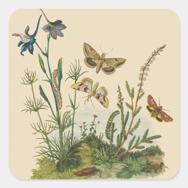 Vintage Garden Insects, Butterflies, Caterpillars Square Sticker (Front)