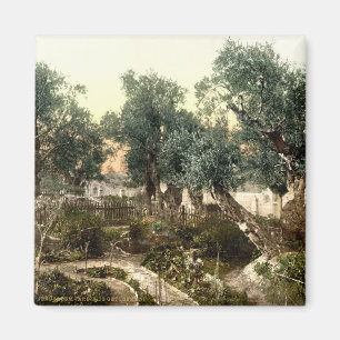 Vintage Garden of Gethsemane Jerusalem Israel 1890 Magnet