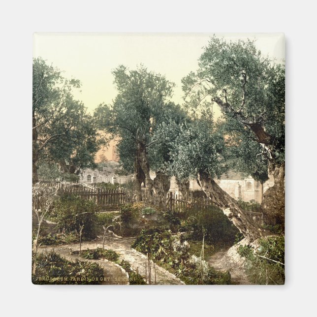 Vintage Garden of Gethsemane Jerusalem Israel 1890 Magnet (Front)