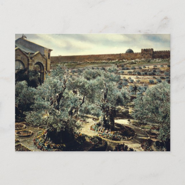 Vintage Garden of Gethsemane Jerusalem Israel Postcard (Front)