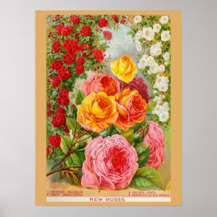 Vintage Gardening Rose Flower Seeds Catalogue Poster