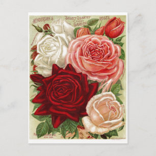 Vintage Gardening Roses Postcard