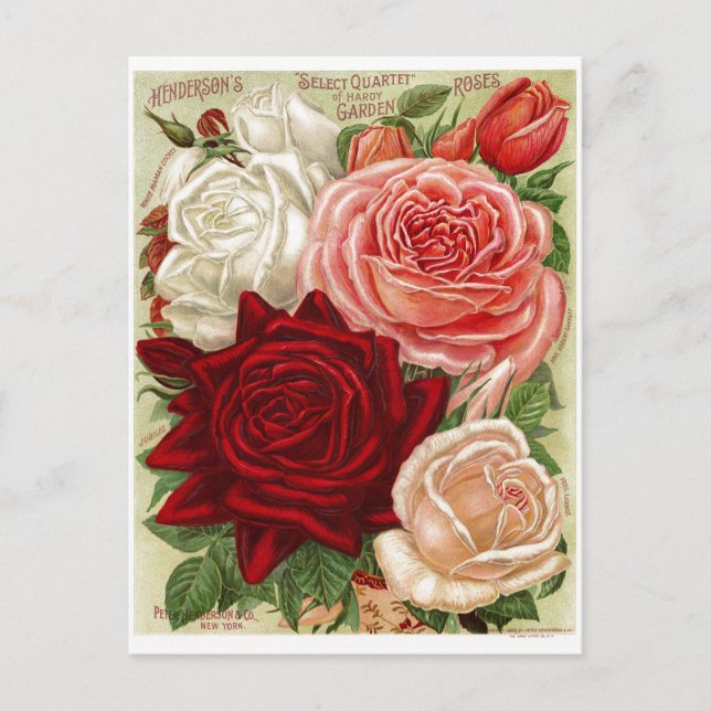 Vintage Gardening Roses Postcard (Front)
