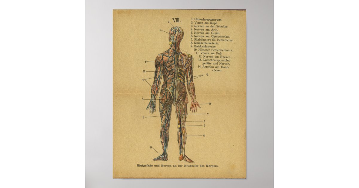 Vintage German Anatomy Print Arteries Nerves | Zazzle