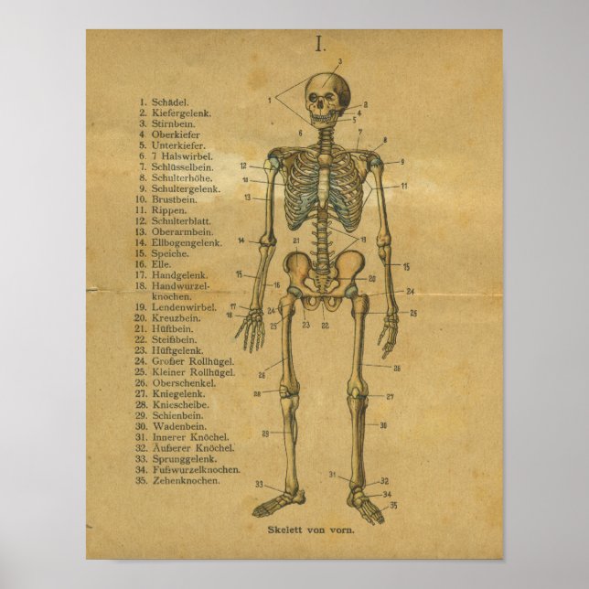 Vintage German Anatomy Print Skeleton (Front)