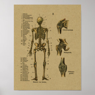 Vintage German Anatomy Skeleton Print