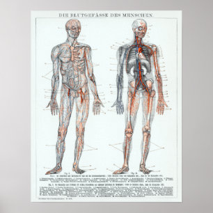 Vintage German Human Anatomy Chart