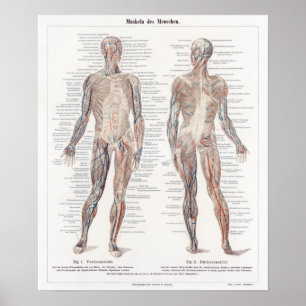 Vintage German Human Anatomy Chart