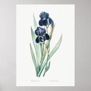 Vintage German Iris, Retro Botanical Poster