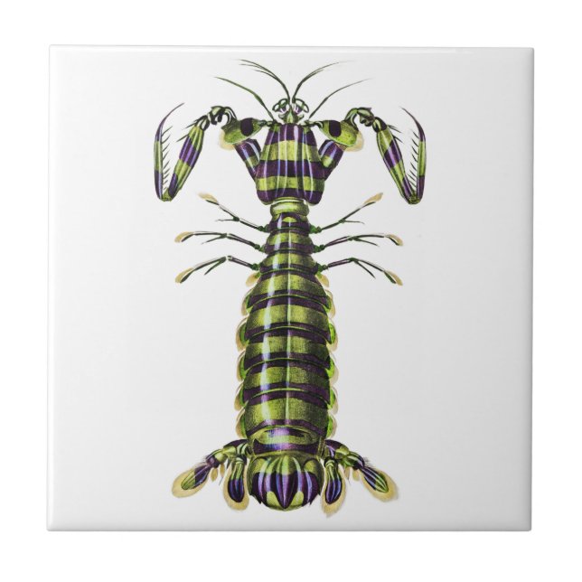 Vintage Giant Mantis Shrimp Marine Art Print Tile (Front)