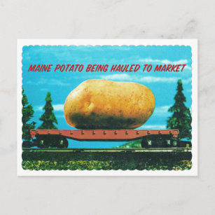 Vintage Gigantic Maine Potato on Train Postcard
