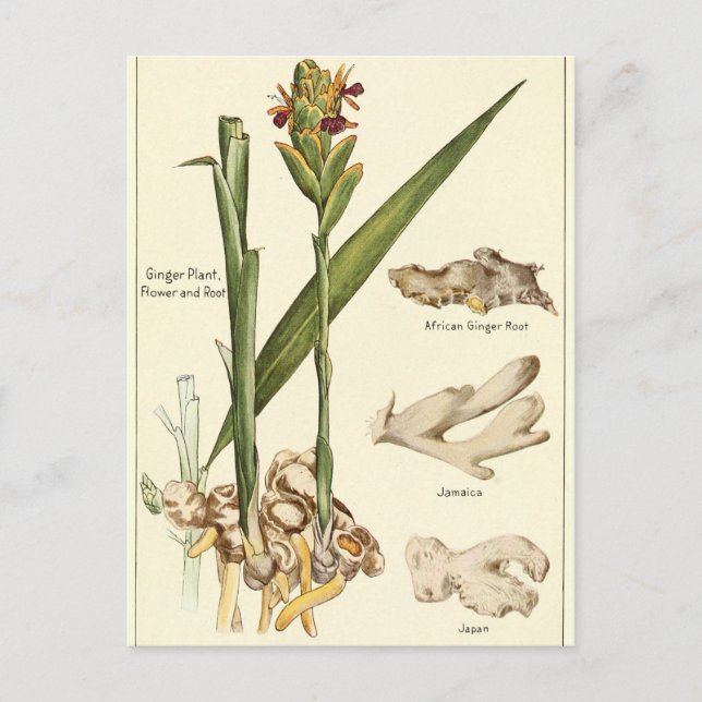 Vintage ginger illustration postcard recipe card (Front)
