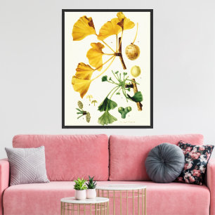 Vintage Ginkgo Biloba Botanical Illustration Canvas Print