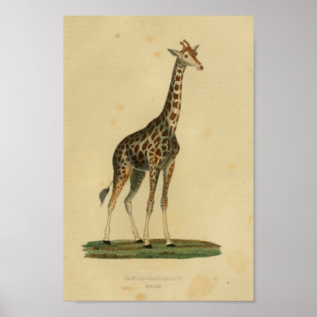 Vintage Giraffe Animal Art Print Natural History (Front)