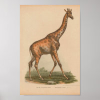 Vintage Giraffe Animal Art Print Natural History