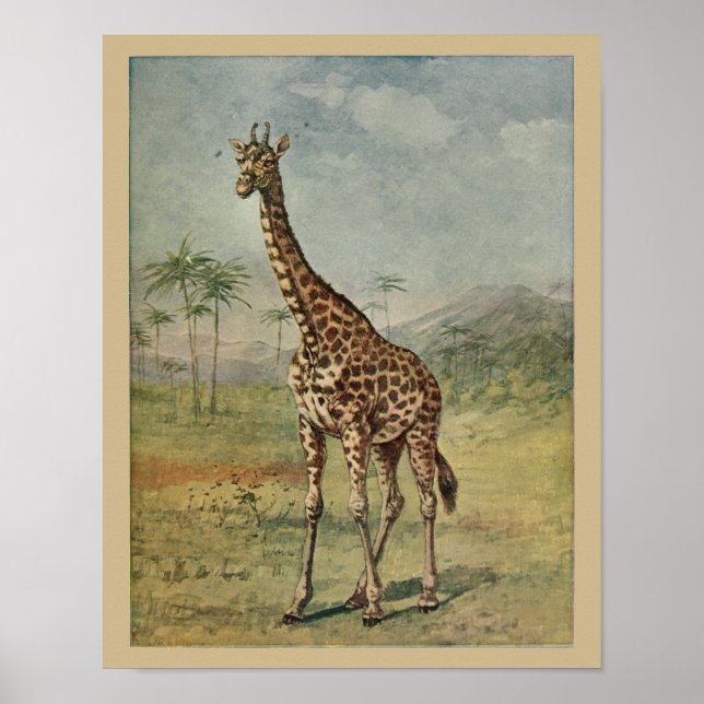 Vintage Giraffe Animal Art Print Natural History (Front)